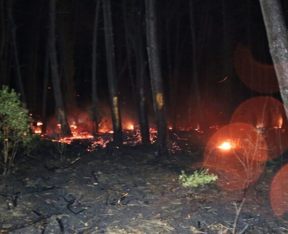 Kocaeli Aldata’da orman yangını