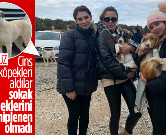 Konya’daki barınakta tür köpekler sahiplenildi cadde köpekleri kaldı