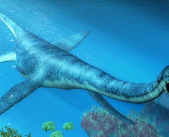 Avustralya’da 100 milyon senelik elasmosaurus iskeleti bulundu