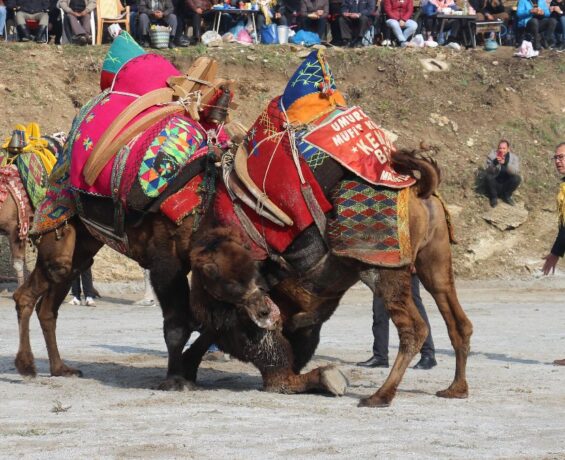 Aydın’da Koçarlı arenasında 150 deve kıran kırana güreşti
