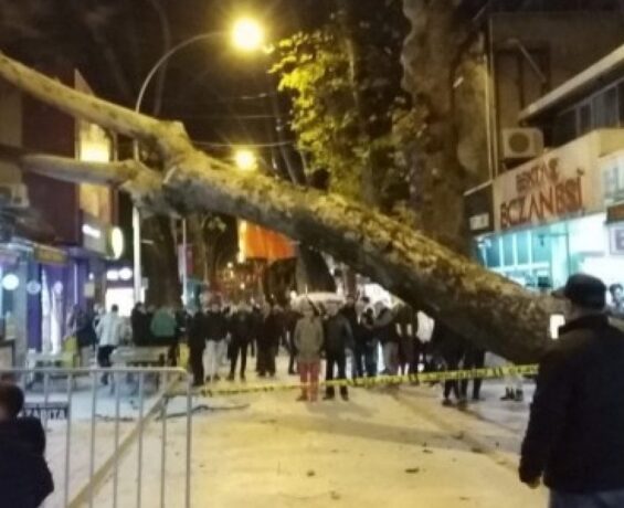 Bursa’da 300 senelik çınar ağacı dükkanının çatısına yıkıldı