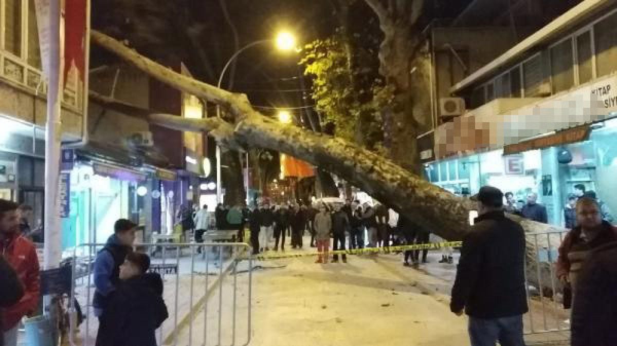 Bursa da 300 yıllık çınar ağacı iş yerinin çatısına devrildi #8