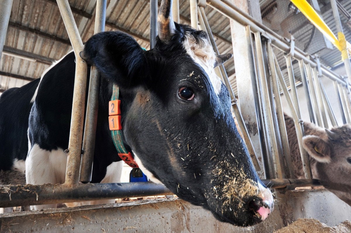 Bursa da, çiftlik hayvanlarının mutluluk ve stresleri sensörle takip ediliyor #1