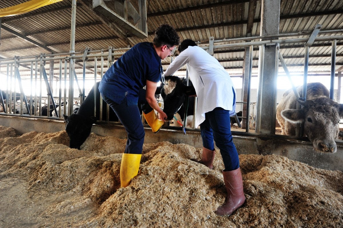 Bursa da, çiftlik hayvanlarının mutluluk ve stresleri sensörle takip ediliyor #2