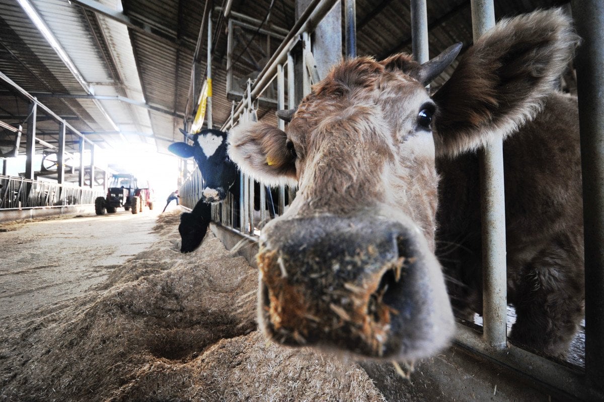 Bursa da, çiftlik hayvanlarının mutluluk ve stresleri sensörle takip ediliyor #5