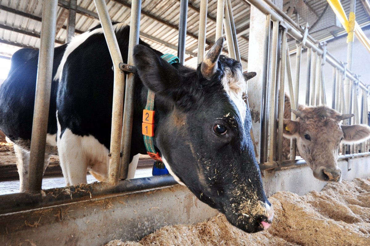 Bursa da, çiftlik hayvanlarının mutluluk ve stresleri sensörle takip ediliyor #6