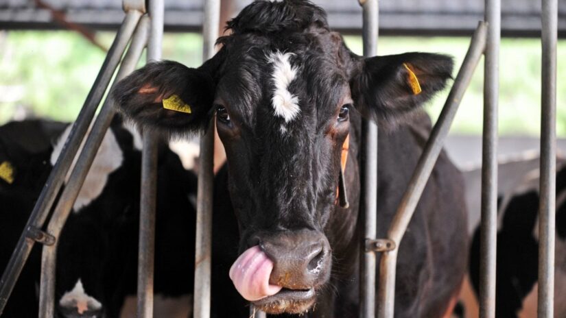 Bursa’da, çiftlik hayvanlarının mutluluk ve stresleri sensörle takip ediliyor