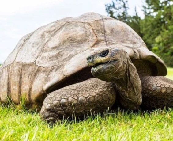 Dünyanın en yaşlı kaplumbağasına 3 gün 3 gece doğum günü