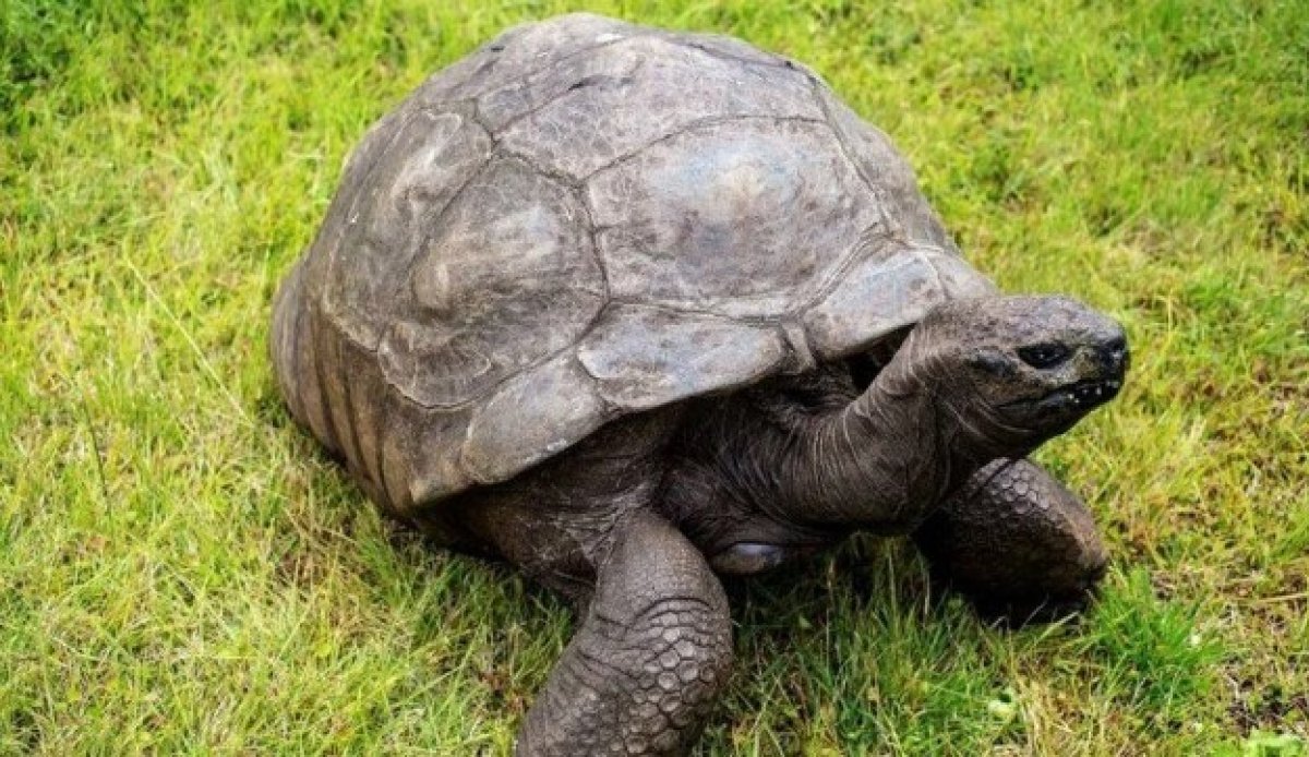 Dünyanın en yaşlı kaplumbağasına 3 gün 3 gece doğum günü #1
