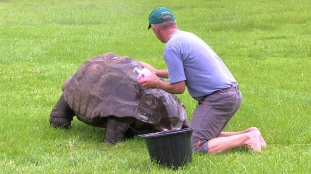Dünyanın en yaşlı kaplumbağasına 3 gün 3 gece doğum günü #2