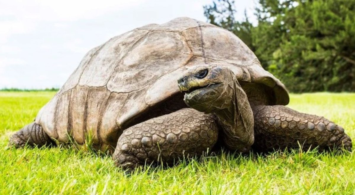 Dünyanın en yaşlı kaplumbağasına 3 gün 3 gece doğum günü #3