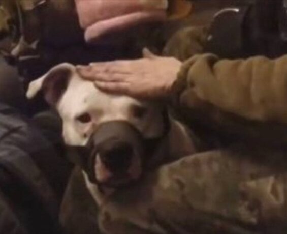 Rusya tutsak başkalaşımında, pitbull köpeğini de Ukrayna’ya iade etti