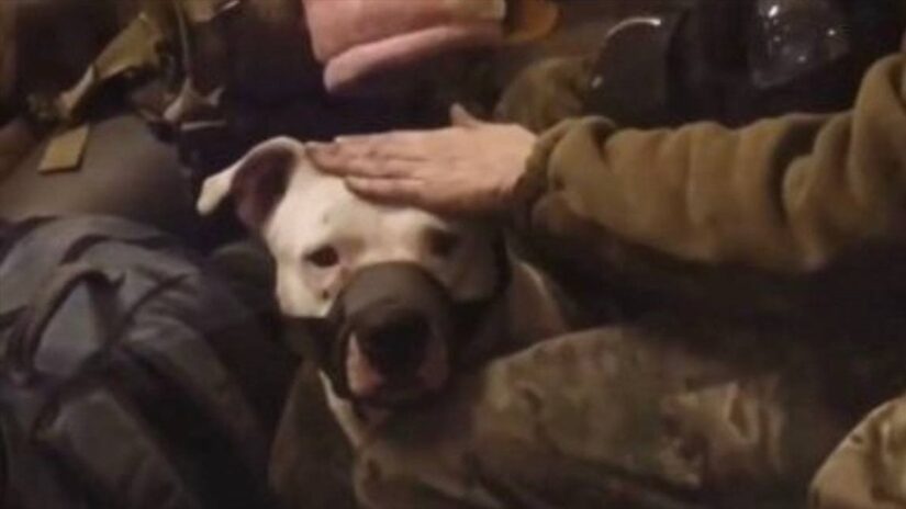 Rusya tutsak başkalaşımında, pitbull köpeğini de Ukrayna’ya iade etti