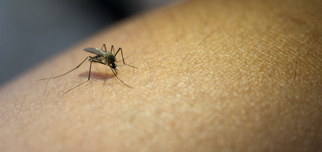 Sivrisinekler neden bazı insanları daha fazla ısırır? İşte 7 nedeni